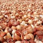 Harga Pinang Kering di Riau Mengalami Kenaikan
