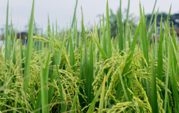 Produksi Padi Riau 2025 Naik, Sinyal Positif Ketahanan Pangan Daerah