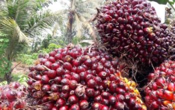Harga Sawit Riau Turun Tipis, TBS Umur 9 Tahun Rp 3.686 per Kg