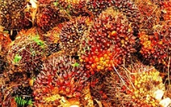 Harga TBS Kelapa Sawit di Riau Naik