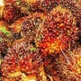 Harga TBS Kelapa Sawit di Riau Naik, Petani Plasma Nikmati Kenaikan Rp 16,23/Kg