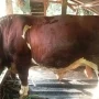 sapi kurban presiden Riau