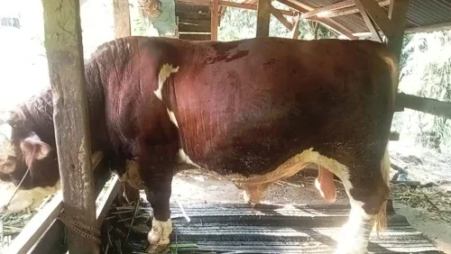 sapi kurban presiden Riau