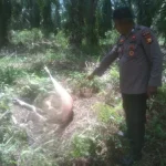 harimau Sumatra di Siak