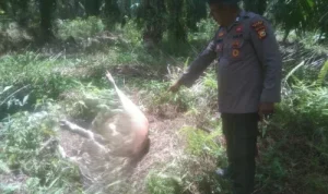 harimau Sumatra di Siak