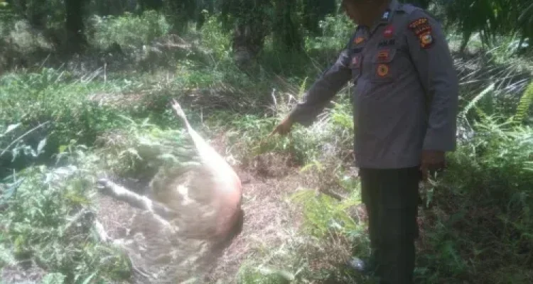 harimau Sumatra di Siak