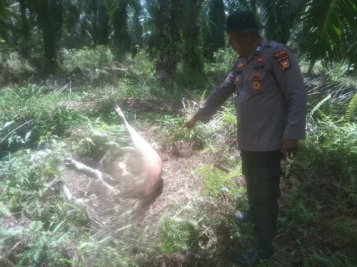 harimau Sumatra di Siak