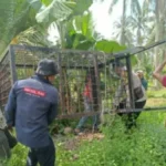Perangkap harimau di Inhil