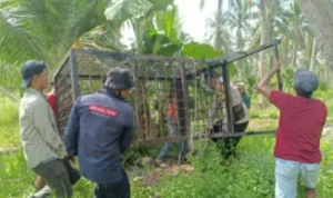 Perangkap harimau di Inhil