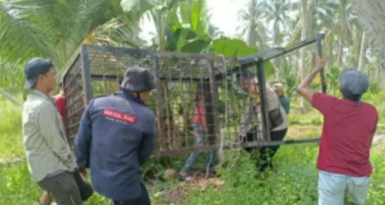 Perangkap harimau di Inhil
