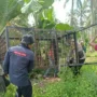 Perangkap harimau di Inhil