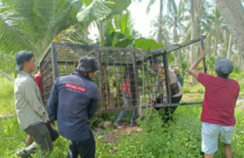 Perangkap harimau di Inhil