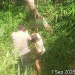 Tercium Bau Menyengat, Warga Wonosari Digegerkan Penemuan Mayat Tergantung di Pohon Karet