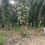 Kades Pagaran Tapah Disorot, Diduga Kuasai Produksi Lahan Eks HGU PTPN IV Seluas 9,8 Hektare
