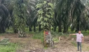 Kades Pagaran Tapah Disorot, Diduga Kuasai Produksi Lahan Eks HGU PTPN IV Seluas 9,8 Hektare
