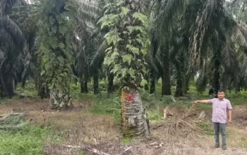 Kades Pagaran Tapah Disorot, Diduga Kuasai Produksi Lahan Eks HGU PTPN IV Seluas 9,8 Hektare