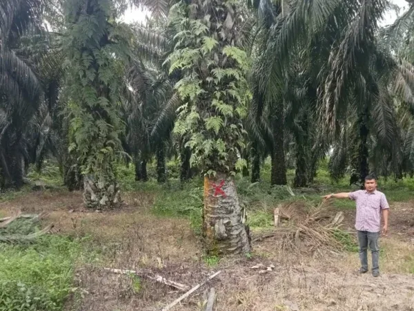 Kades Pagaran Tapah Disorot, Diduga Kuasai Produksi Lahan Eks HGU PTPN IV Seluas 9,8 Hektare