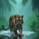 Waspada! Sampai Saat ini Warga Diimbau Batasi Aktivitas Malam Usai Munculnya Laporan Harimau