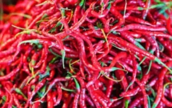 Cabai Merah Keriting di Meranti Melambung