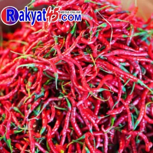 Cabai Merah Keriting di Meranti Melambung