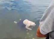 Geger! Jasad Wanita Mengapung di Danau Maninjau