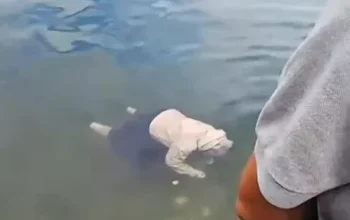 Mayat di Danau Maninjau, Penemuan jasad wanita di Agam, Berita Danau Maninjau hari ini.