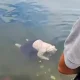 Geger di Danau Maninjau! Warga Temukan Jasad Perempuan Mengapung Dekat Masjid Ummul Qura