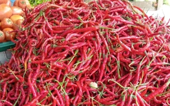Harga Cabai Merah Tembus Rp100 Ribu, Pemko Pekanbaru Gelar Pasar Murah Tekan Inflasi