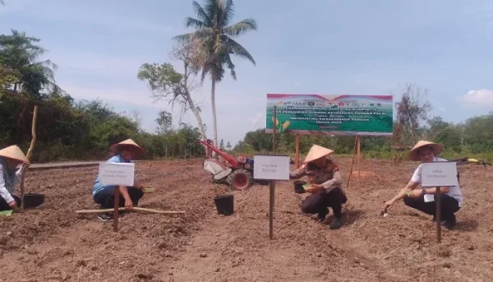 Optimalkan Potensi Alam Disektor Pertanian, Pemdesa Pangkalan Batang Komit Dukung Pangan Nasional