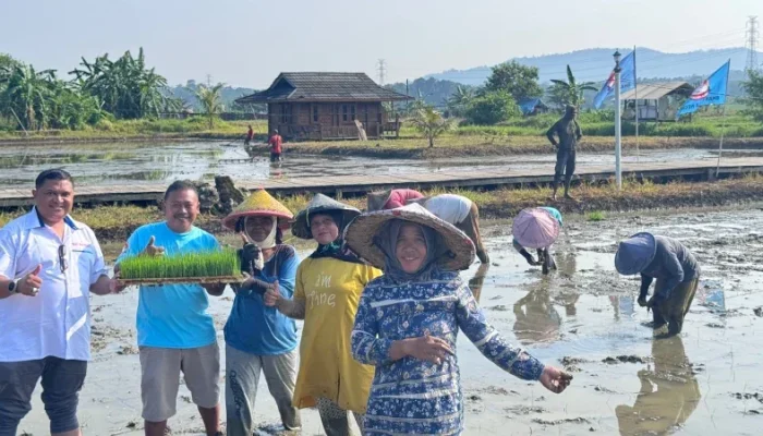 YBBN Wujudkan Ketahanan Pangan Nasional Lewat Penanaman Padi Unggul PS-08 di Carita
