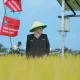 Teknologi Digital Ubah Wajah Pertanian Siak, Bupati Afni: Petani Makin Sejahtera!
