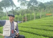Kebun Teh Panama, Wisata Alam Hijau nan Menawan di Wonosobo