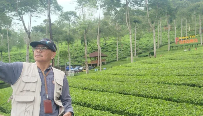 Kebun Teh Panama, Wisata Alam Hijau nan Menawan di Wonosobo