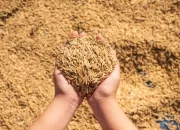 Perkuat Ekonomi Daerah, Kemenkumham Riau Kawal IG Beras Penyalaian Cekau