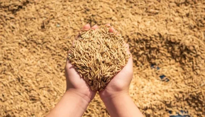 Perkuat Ekonomi Daerah, Kemenkumham Riau Kawal IG Beras Penyalaian Cekau