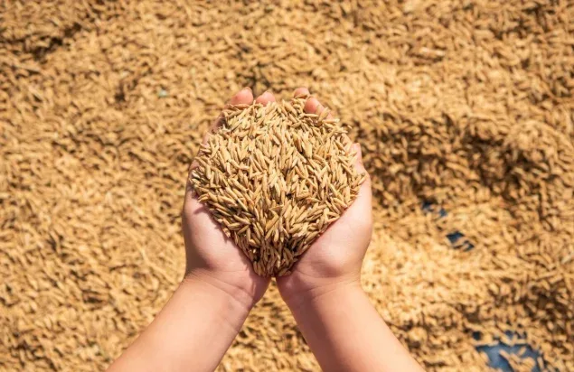 Perkuat Ekonomi Daerah, Kemenkumham Riau Kawal IG Beras Penyalaian Cekau