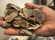 Jaringan Penyelundupan Sisik Tenggiling 30 Kg Digagalkan di Riau