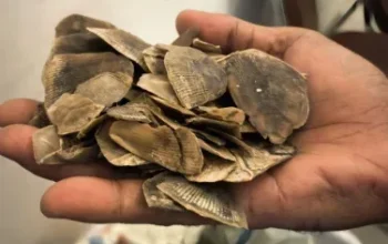 Jaringan Penyelundupan Sisik Tenggiling 30 Kg Digagalkan di Riau