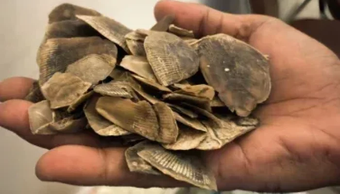 Jaringan Penyelundupan Sisik Tenggiling 30 Kg Digagalkan di Riau