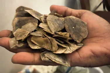 Jaringan Penyelundupan Sisik Tenggiling 30 Kg Digagalkan di Riau