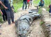Buaya 7 Meter Hebohkan Warga Sungai Undan, Inhil