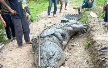 Buaya 7 Meter Hebohkan Warga Sungai Undan, Inhil