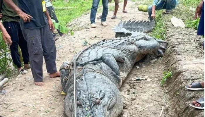 Buaya 7 Meter Hebohkan Warga Sungai Undan Inhil