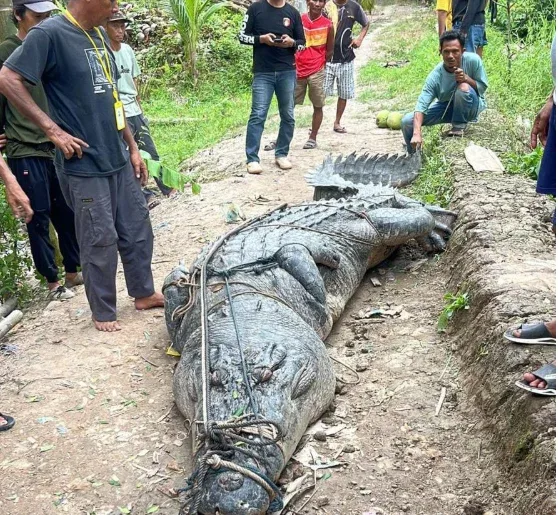 Buaya 7 Meter Hebohkan Warga Sungai Undan, Inhil