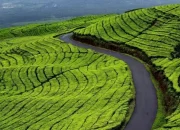 Teh Kayu Aro Genap 1 Abad