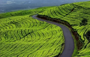 Teh Kayu Aro Genap 1 Abad