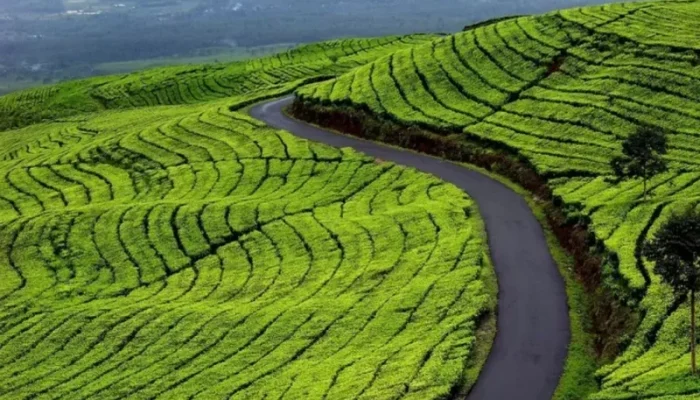 Teh Kayu Aro Genap 1 Abad, PTPN IV Region 4 Siap Dongkrak Produksi hingga 25 Juta Kilogram