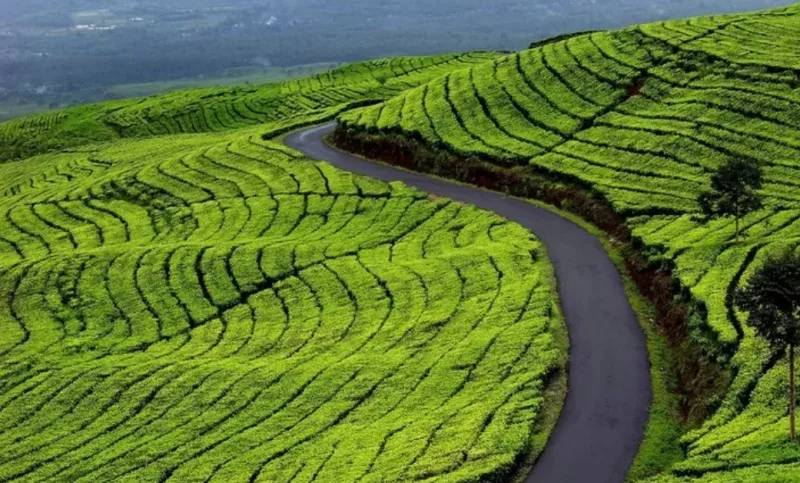 Teh Kayu Aro Genap 1 Abad