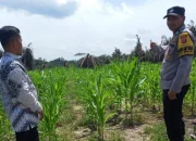 Dukung Ketahanan Pangan, Polsek Kandis Dampingi Petani Jagung di Siak.