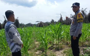 Dukung Ketahanan Pangan, Polsek Kandis Dampingi Petani Jagung di Siak.